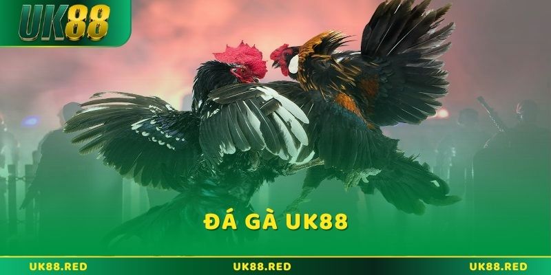 Sân chơi Đá gà UK88 đỉnh cao dành cho tín đồ đam mê gà chiến