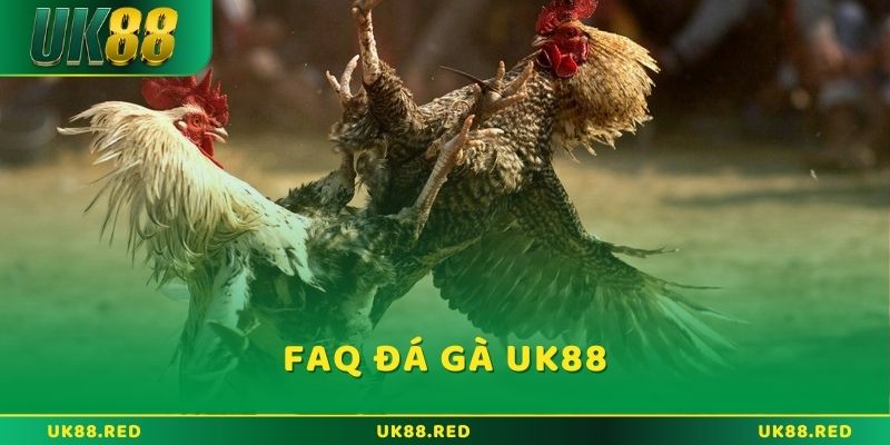 FAQ khi tham gia Đá gà UK88