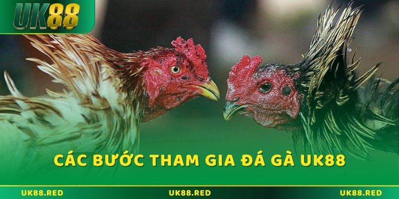 Hướng dẫn đầy đủ các bước để tham gia Đá Gà UK88