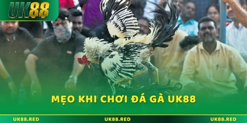 Những mẹo hay giúp đánh bại mọi chiến kê trong Đá Gà UK88